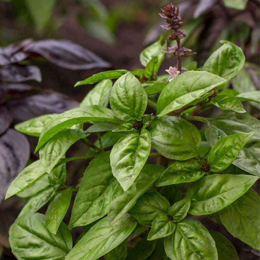 Thai Basil Native Desi Seeds | Open Pollinated