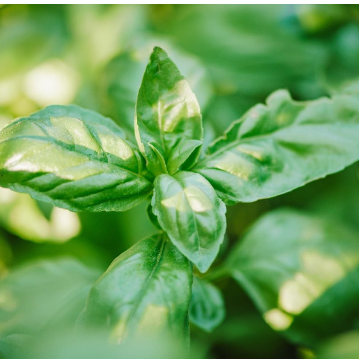 Sweet Basil Native Desi Seeds | Open Pollinated