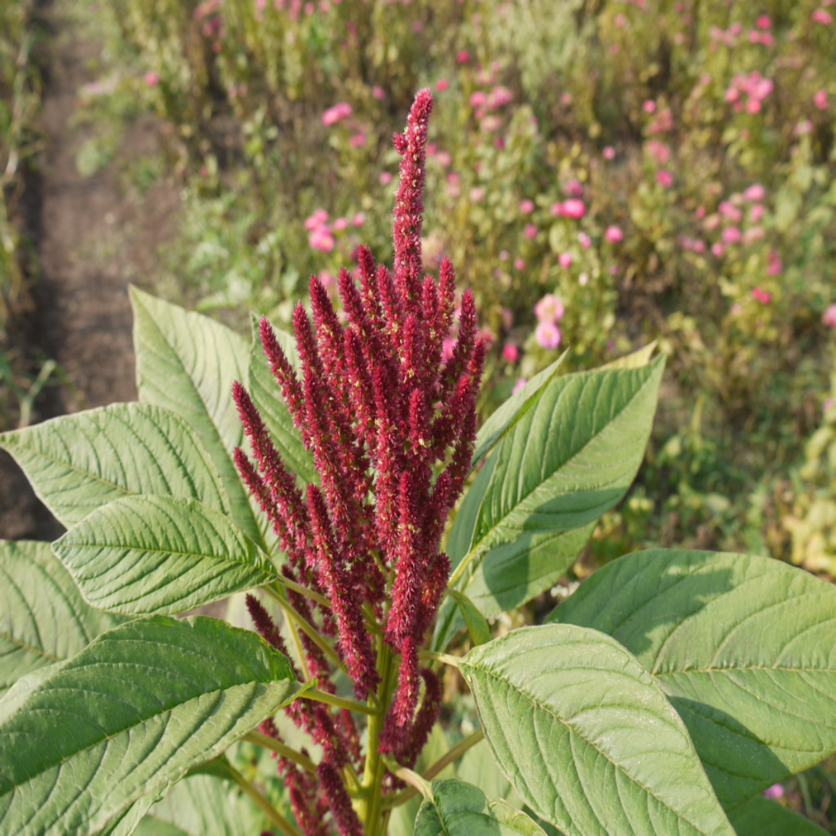 Amaranth / Rajgira Native Desi Seeds | Open-Pollinated