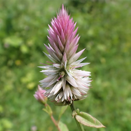 Silver Cock's Comb / Kurdu Native Desi Seeds | Open Pollinated