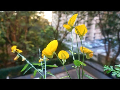 Sunn Hemp / Taag Native Desi Seeds | Open Pollinated